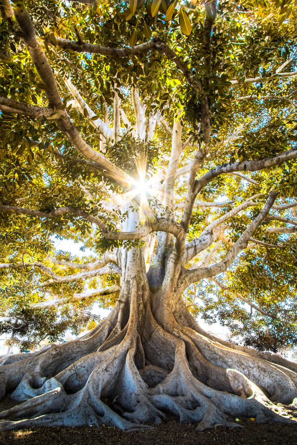 Low Angle Photography of Green Trees
